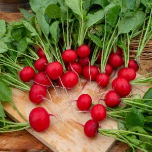 Radis Tinto HF1 - Ruban de graines - 5 m 